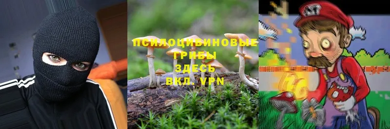 mega зеркало  Зеленогорск  Псилоцибиновые грибы Cubensis 